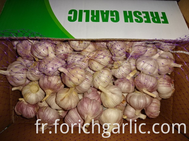 Size 5 0cm Garlic 2019